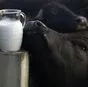 молоко Буйволиц в Ставрополе и Ставропольском крае